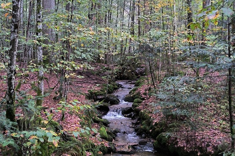 Schöner Bach im Wald